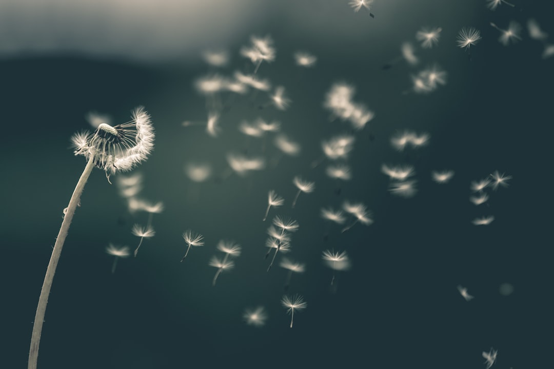 The Symbolic Beauty of White Daisies